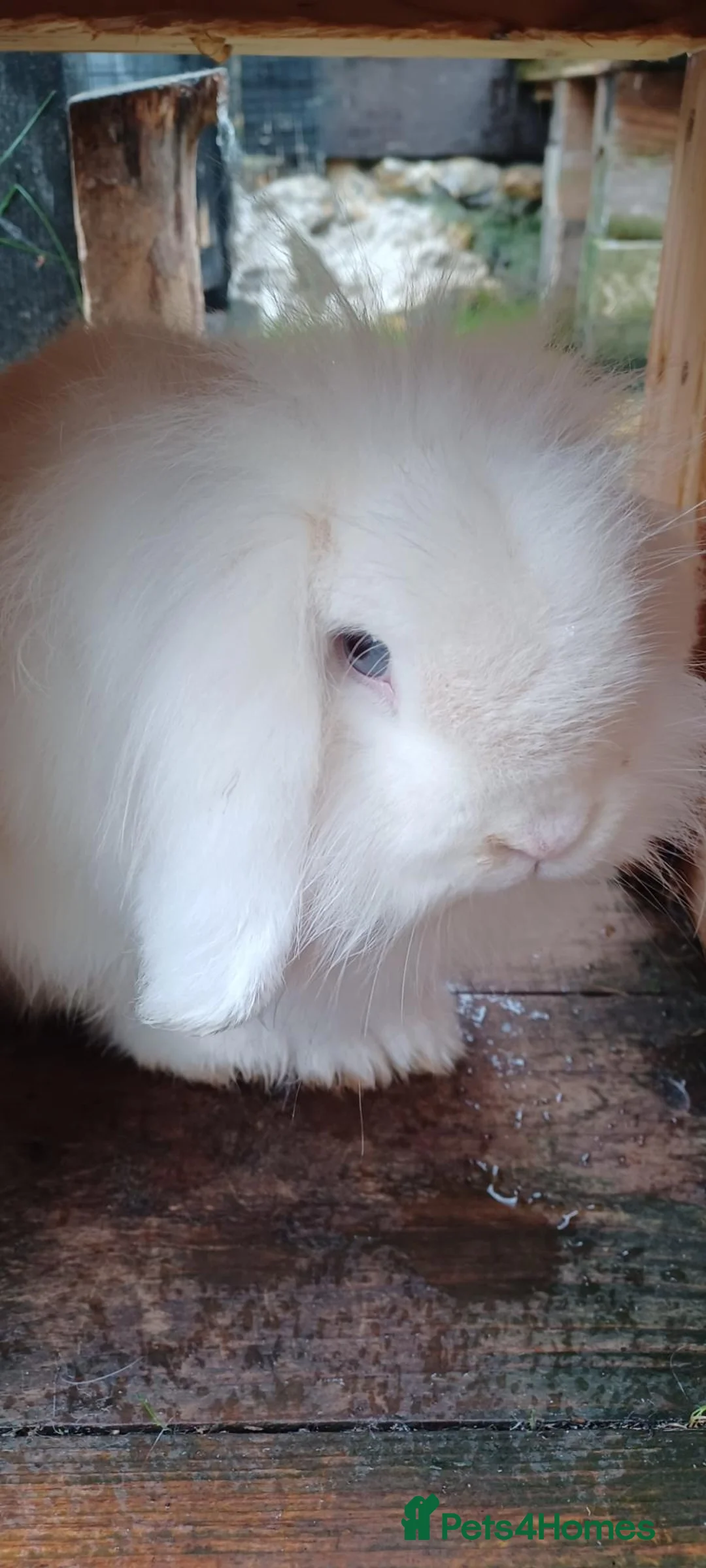 Mini Lop rabbits for sale: Mini lop. Male  in Coulsdon - Advert 2