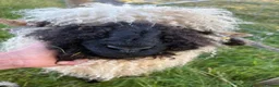 Sheep livestock for sale: 2 Valais Blacknose Lambs (Wethers) for sale - Advert 8