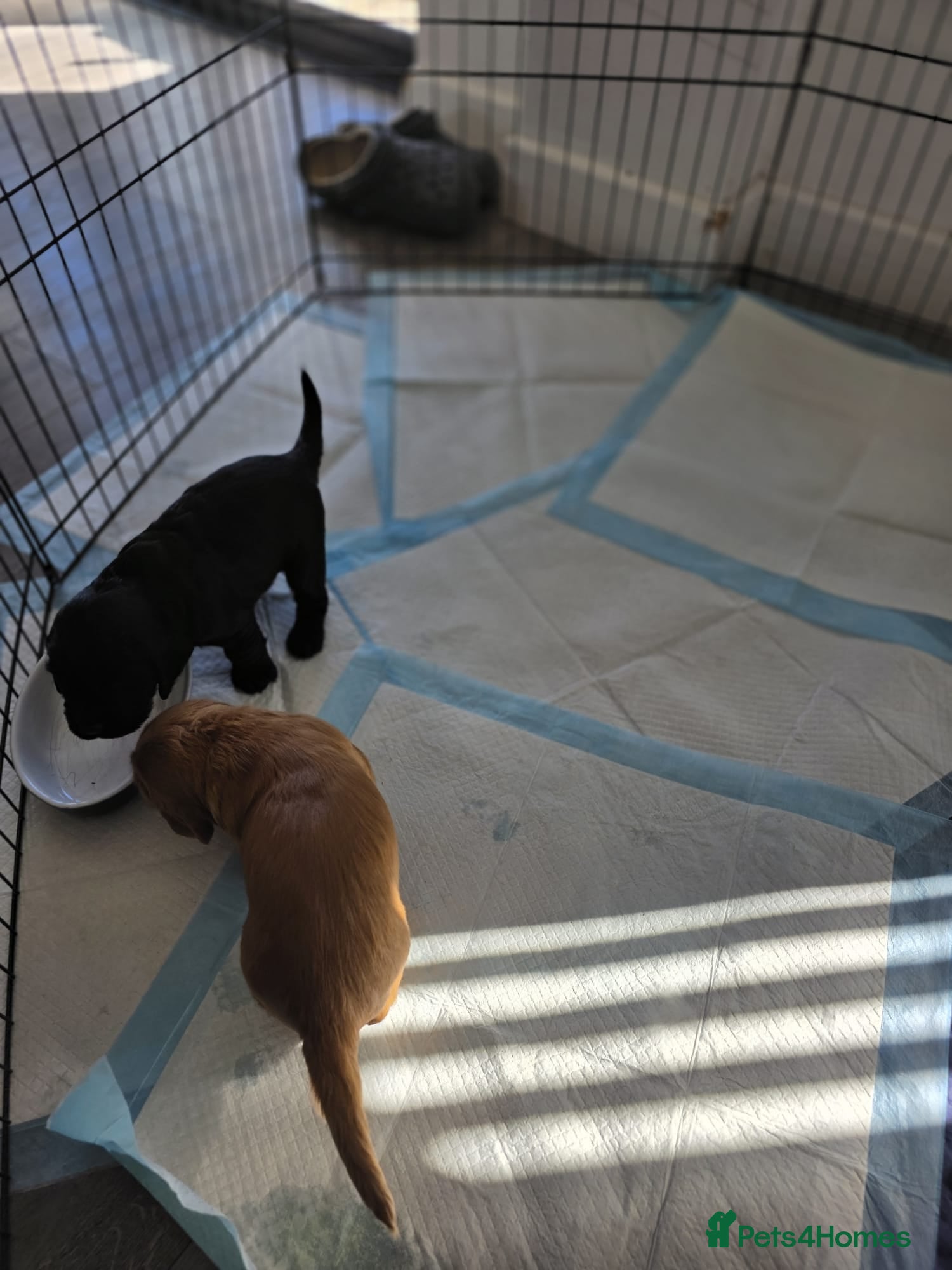 Cocker Spaniel dogs RKC Registered Working Cocker Spaniel Litter - Advert 2