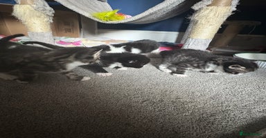 Mixed Breed cats - Advert 4