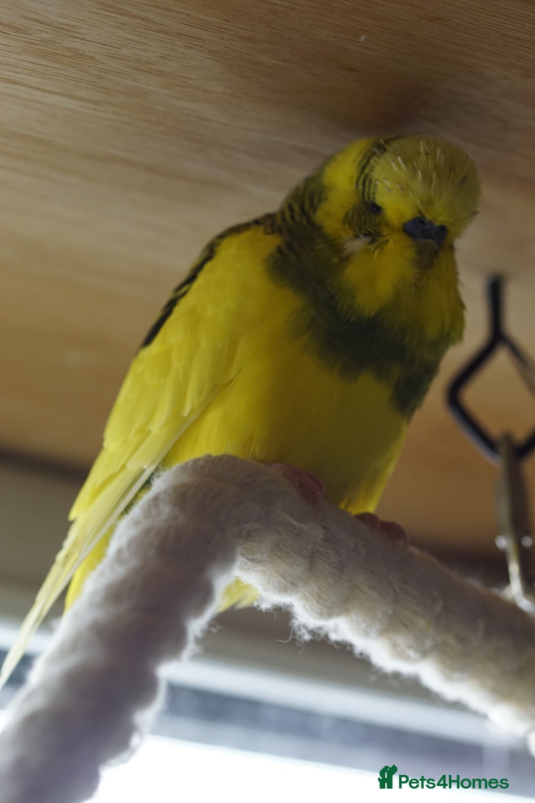 Budgerigars birds for sale: Budgies  - Advert 22