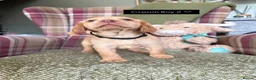 Cockerdor dogs for sale: GORGEOUS COCKERDOR PUPPIES💛🖤 - Advert 22