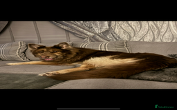 German Shepherd dogs for sale: Beautiful mixed coloured heath tested German sheps - Image 22