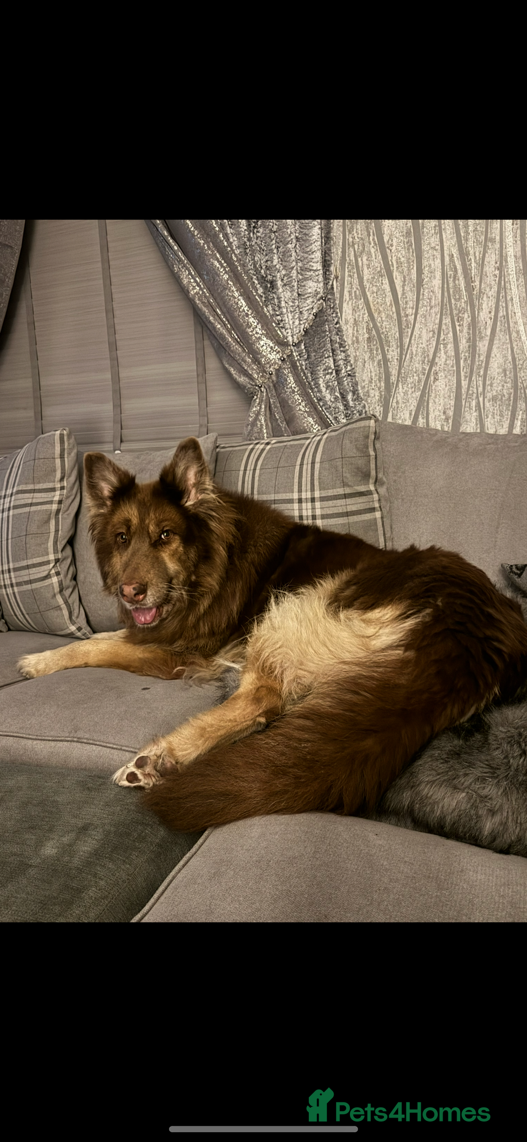 German Shepherd dogs for sale: Beautiful mixed coloured heath tested German sheps - Image 22