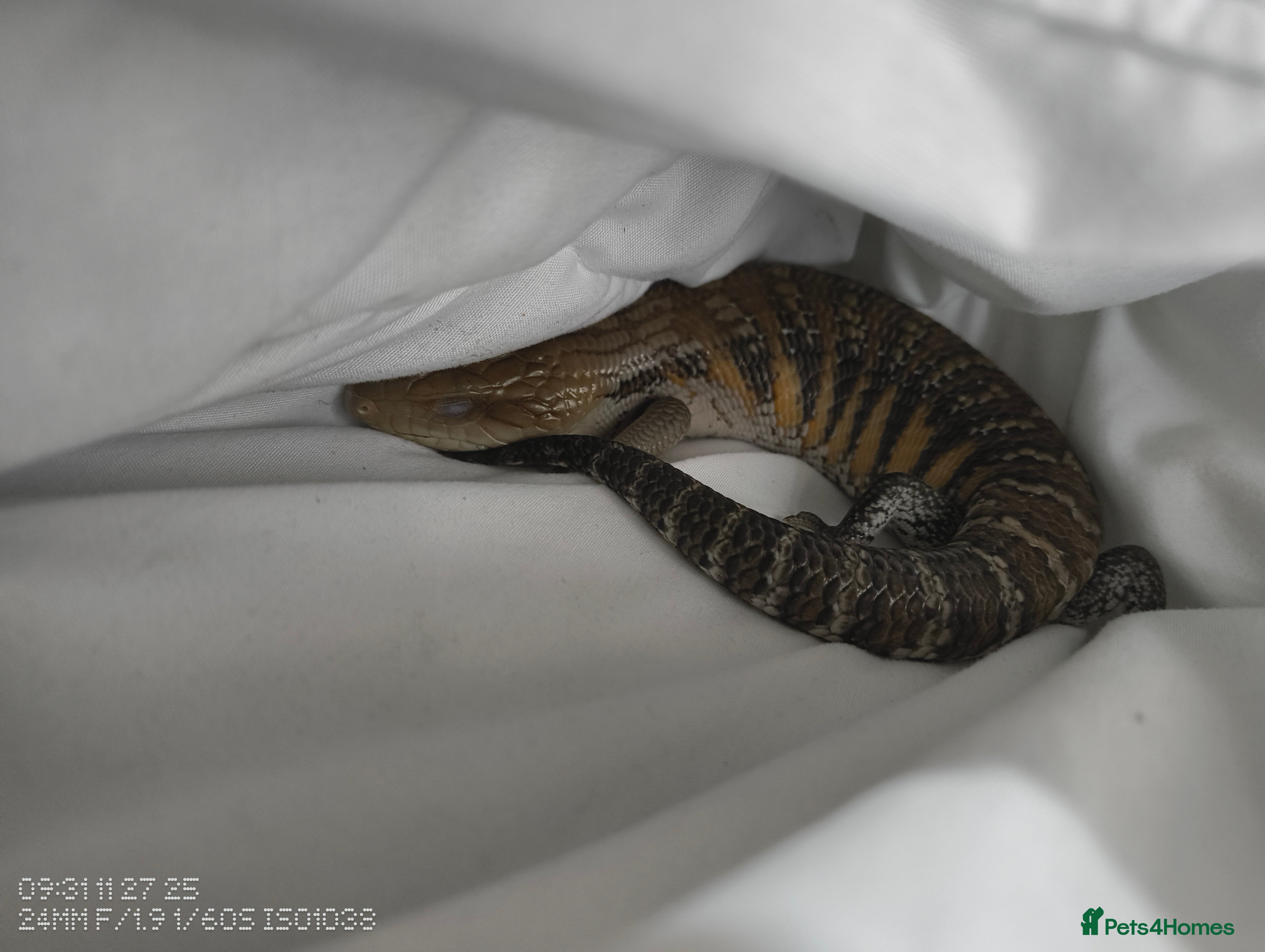 Skink reptiles Blue tongue skink  with 4x2x2 set up  in Stoke-on-Trent - Advert 1