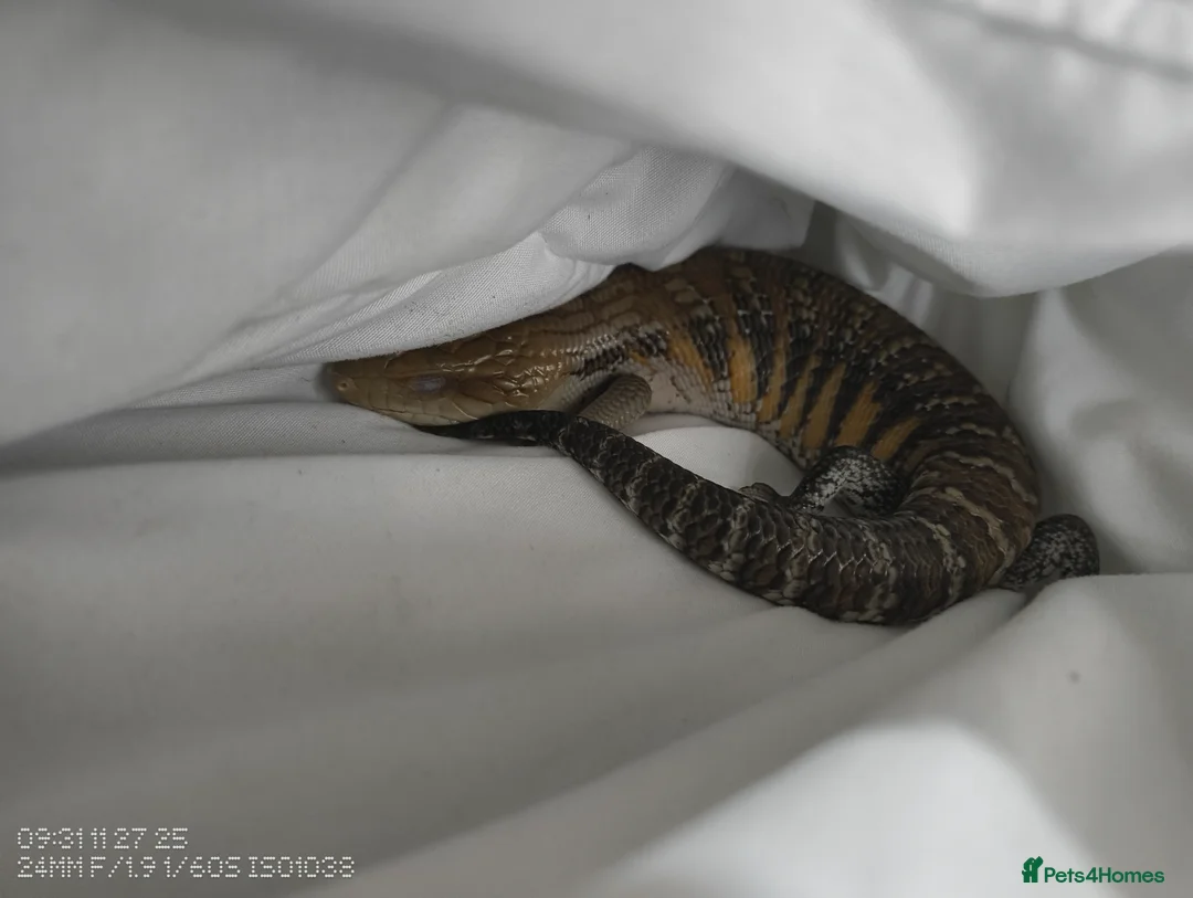 Skink reptiles for sale: Blue tongue skink  with 4x2x2 set up  in Stoke-on-Trent - Advert 1
