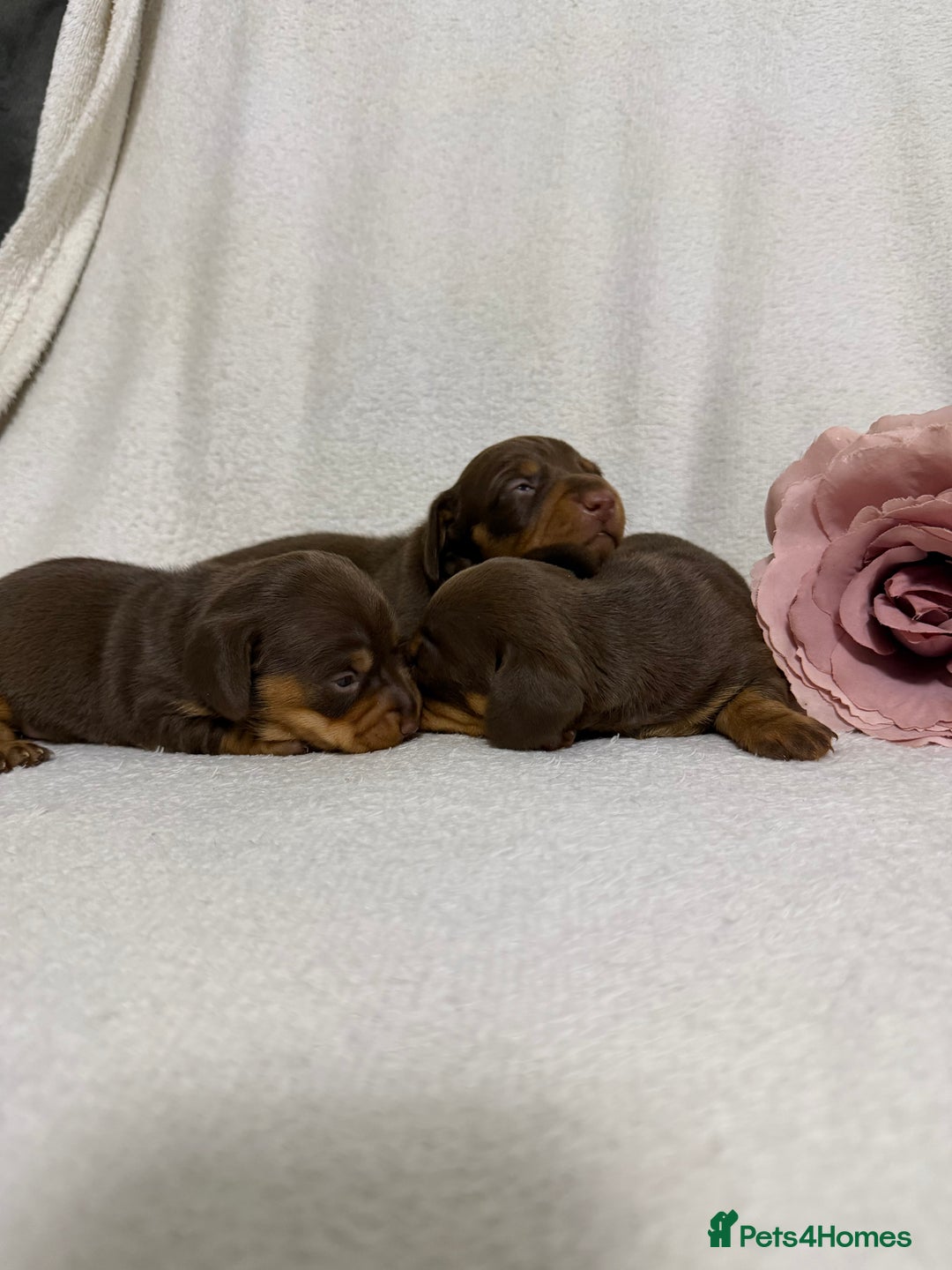 Miniature Dachshund dogs for sale: Stunning minature dachshunds  - Advert 11