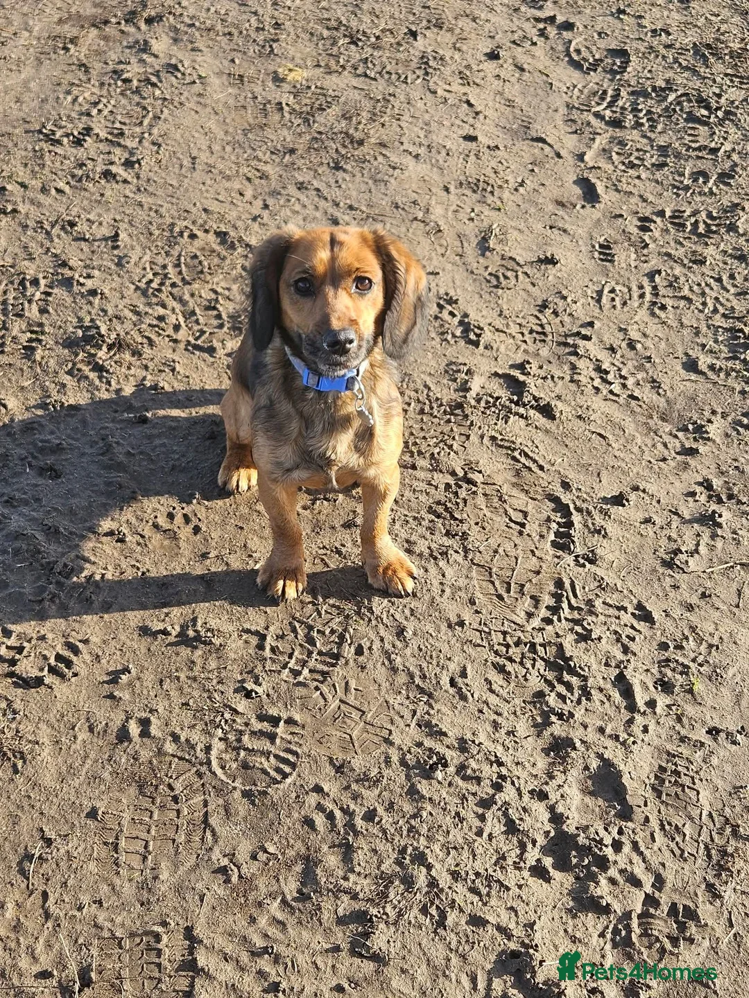 Mixed Breed dogs for sale: Cocker Jack in Castleford - Advert 2
