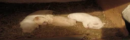 Maltese dogs for sale: 🐾 Adorable Puppies Looking for Loving Homes 🐾 - Advert 2