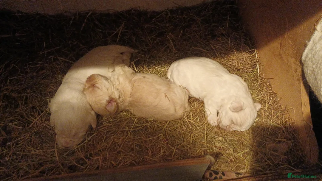 Maltese dogs for sale: 🐾 Adorable Puppies Looking for Loving Homes 🐾 - Advert 2