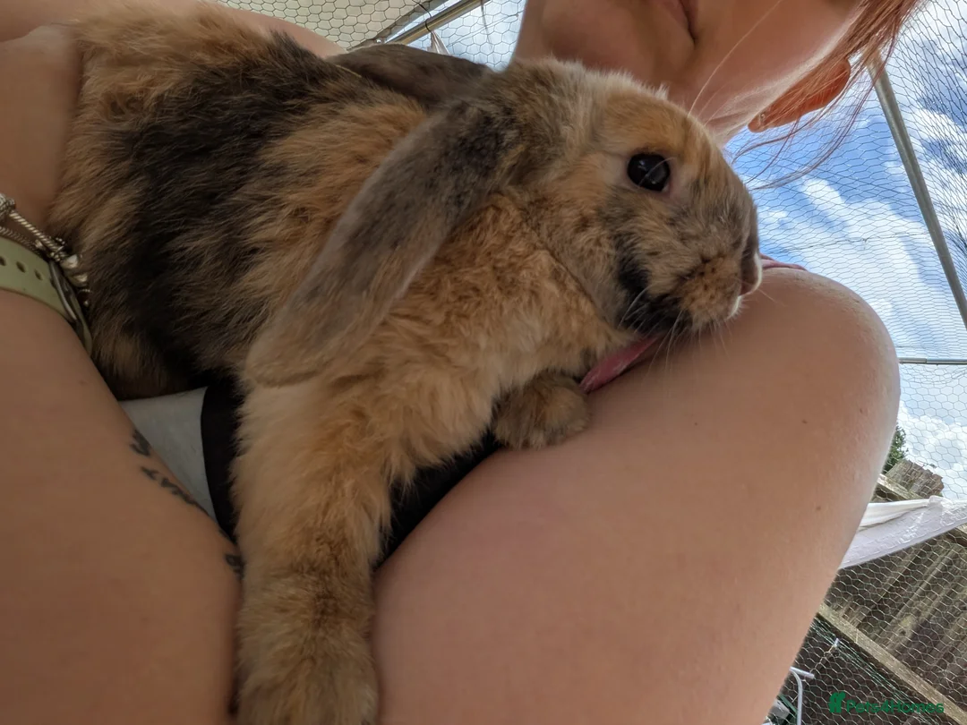English Lop rabbits for sale: Male English lop - Advert 2