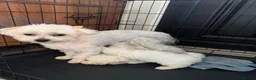 Maltese dogs for sale: Maltese puppies - Advert 4