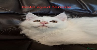 Maine Coon cats - Advert 10