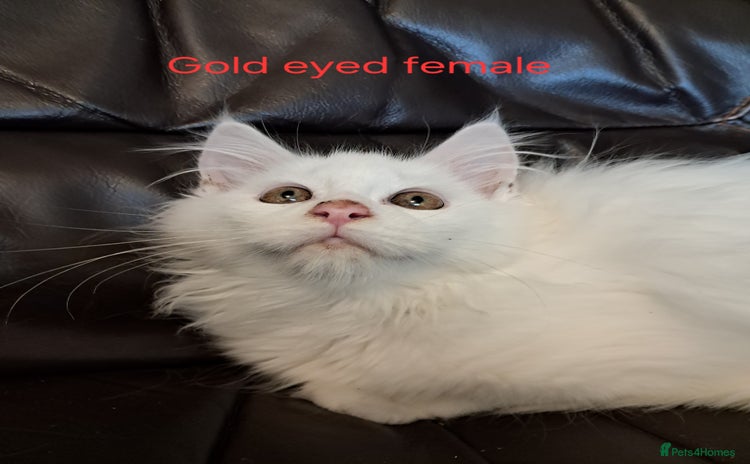 Maine Coon cats - Advert 3