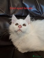 Maine Coon cats - Advert 1