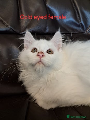 Maine Coon cats - Advert 3