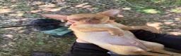 Chihuahua dogs for sale: 12 week old Chihuaha pups  - Advert 10