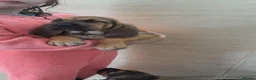Bloodhound dogs for sale: Bloodhound Puppies - Advert 8