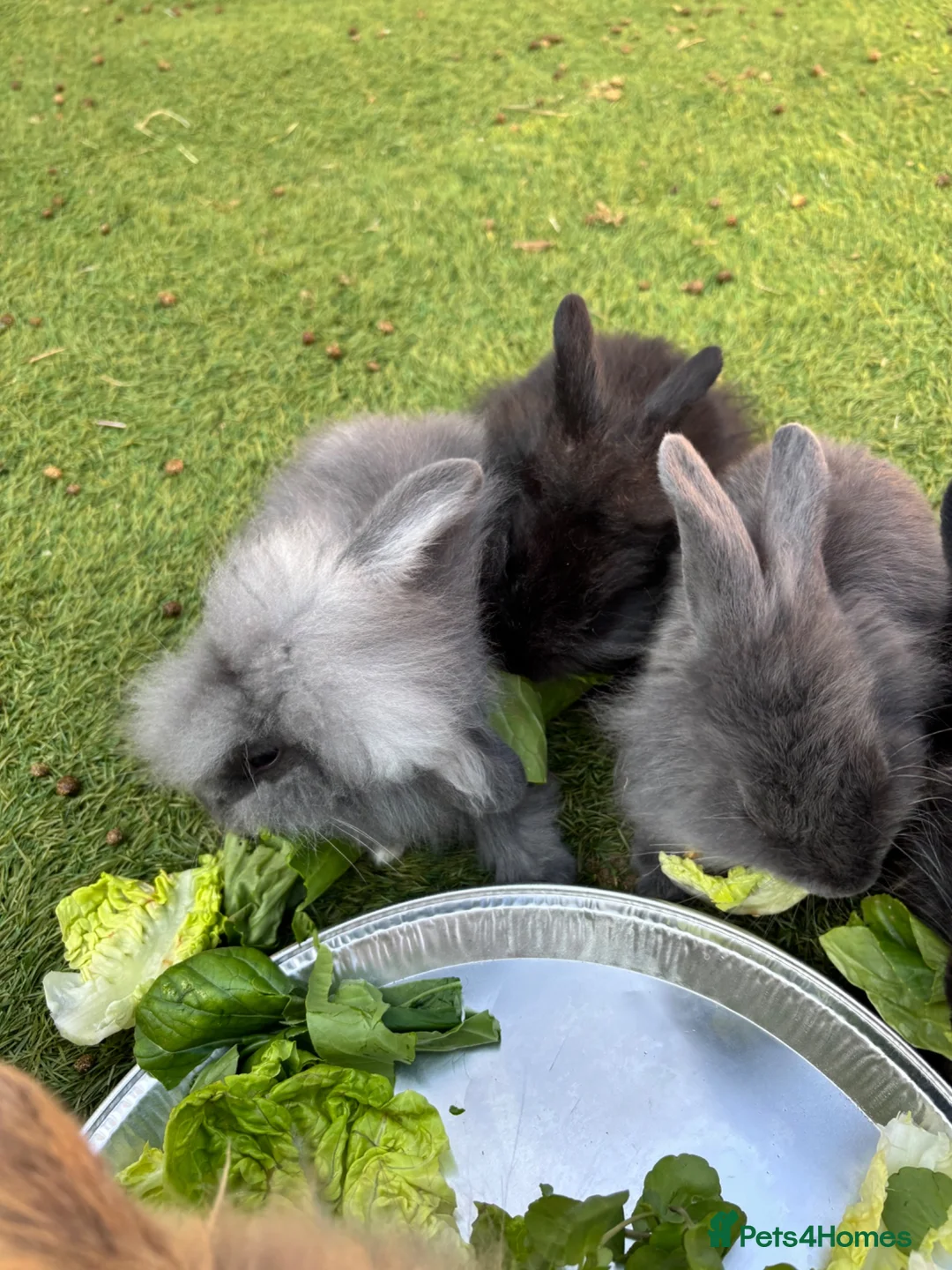 Lionhead rabbits for sale: Mini lionhead bunny rabbits ready for new home  in Basildon - Advert 2