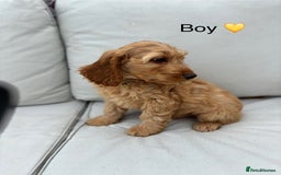 Cockapoo dogs for sale: F1 Cockapoo Puppies DNA hereditary clear - Image 6