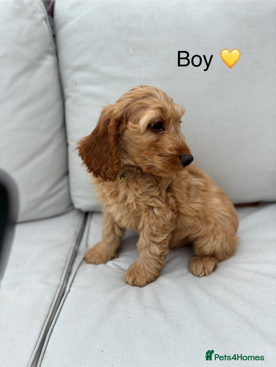 Cockapoo dogs for sale: F1 Cockapoo Puppies DNA hereditary clear - Image 6