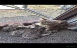 Maine Coon cats for sale: Twinny One and Two in Southend-on-Sea - Image 5