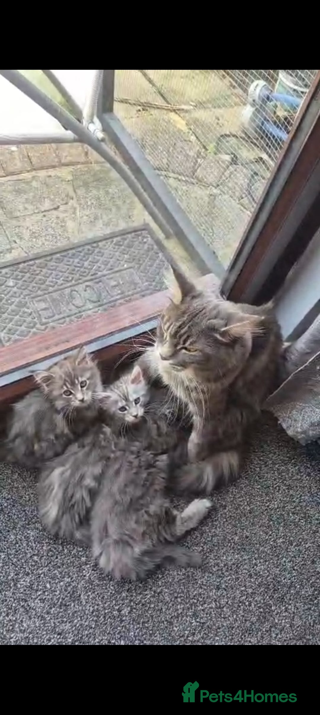 Maine Coon cats for sale: Twinny One and Two in Southend-on-Sea - Image 5