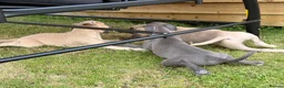 Whippet dogs for sale: Male whippet pup  - Advert 5