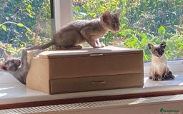 Havana Brown cats for sale: Lilac and Black Suffolk Kittens - Image 3