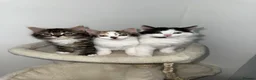 Mixed Breed cats for sale: A black and white kitten. Long haired Male - Advert 6
