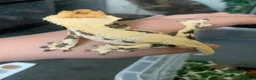 Gecko reptiles for sale: Gecko’s for sale - Advert 4