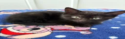 Mixed Breed cats for sale: Black &Tabby Kittens – Lovingly Raised, Ready soon in Feltham - Advert 9