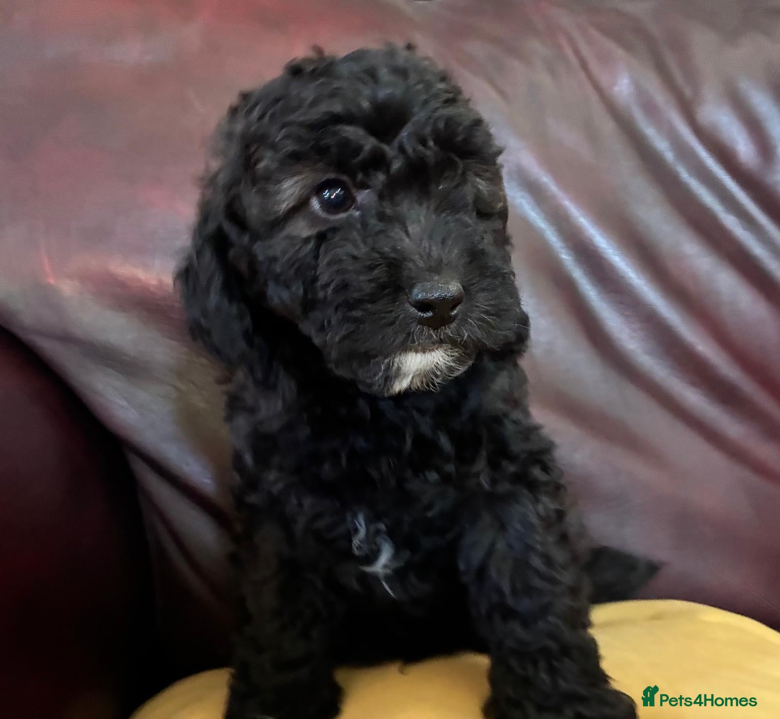 Cockapoo dogs Beautiful F1B cockapoo's - READY NOW - Advert 2