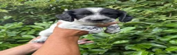 Sprocker dogs for sale: 6 sprocker  - Advert 6