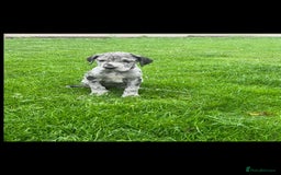 Great Dane dogs for sale: Outstanding litter of Great Danes  - Image 22