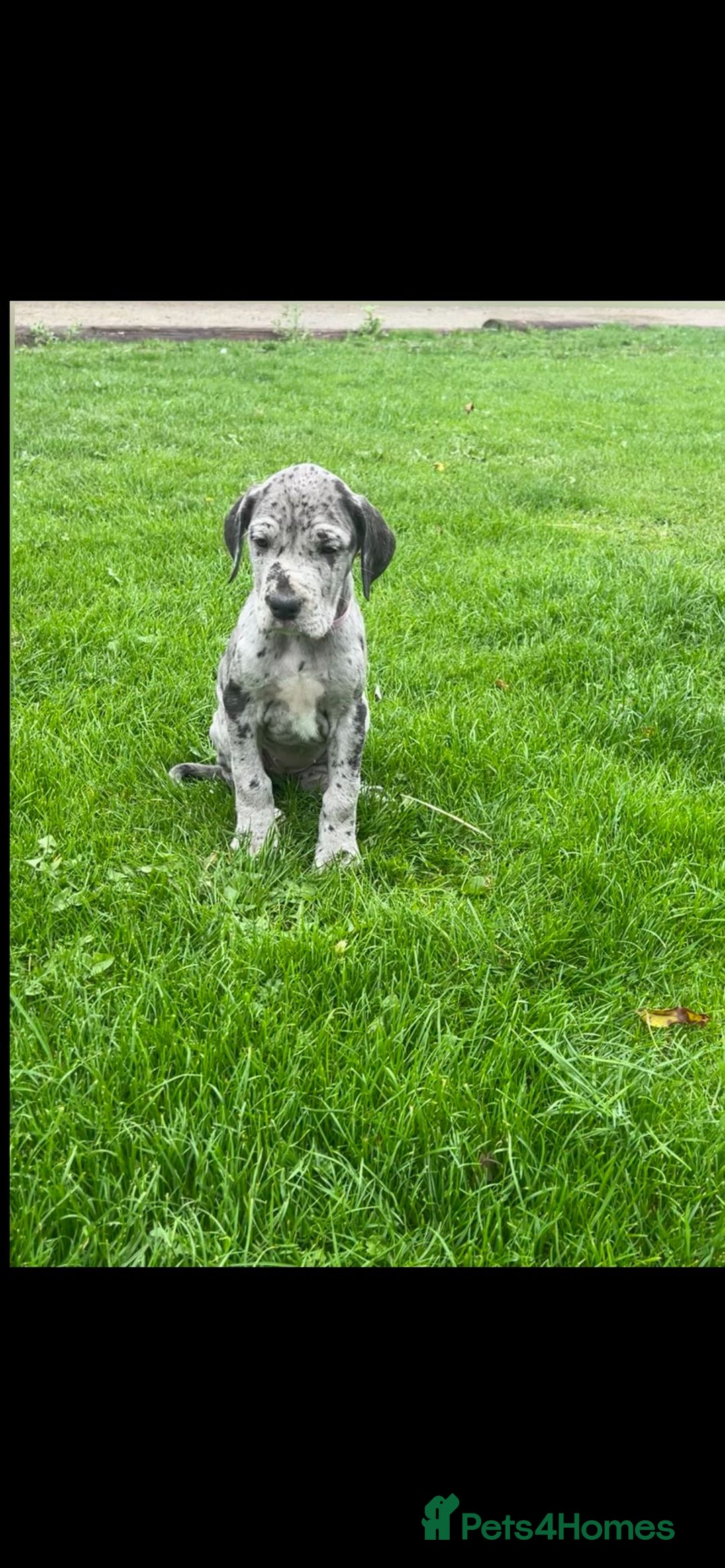 Great Dane dogs for sale: Outstanding litter of Great Danes  - Image 22
