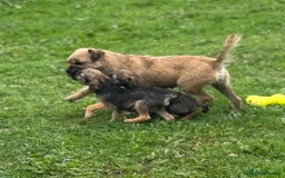 Border Terrier dogs for sale: TOP QUALITY BORDER TERRIER PUPPIES  - Image 8