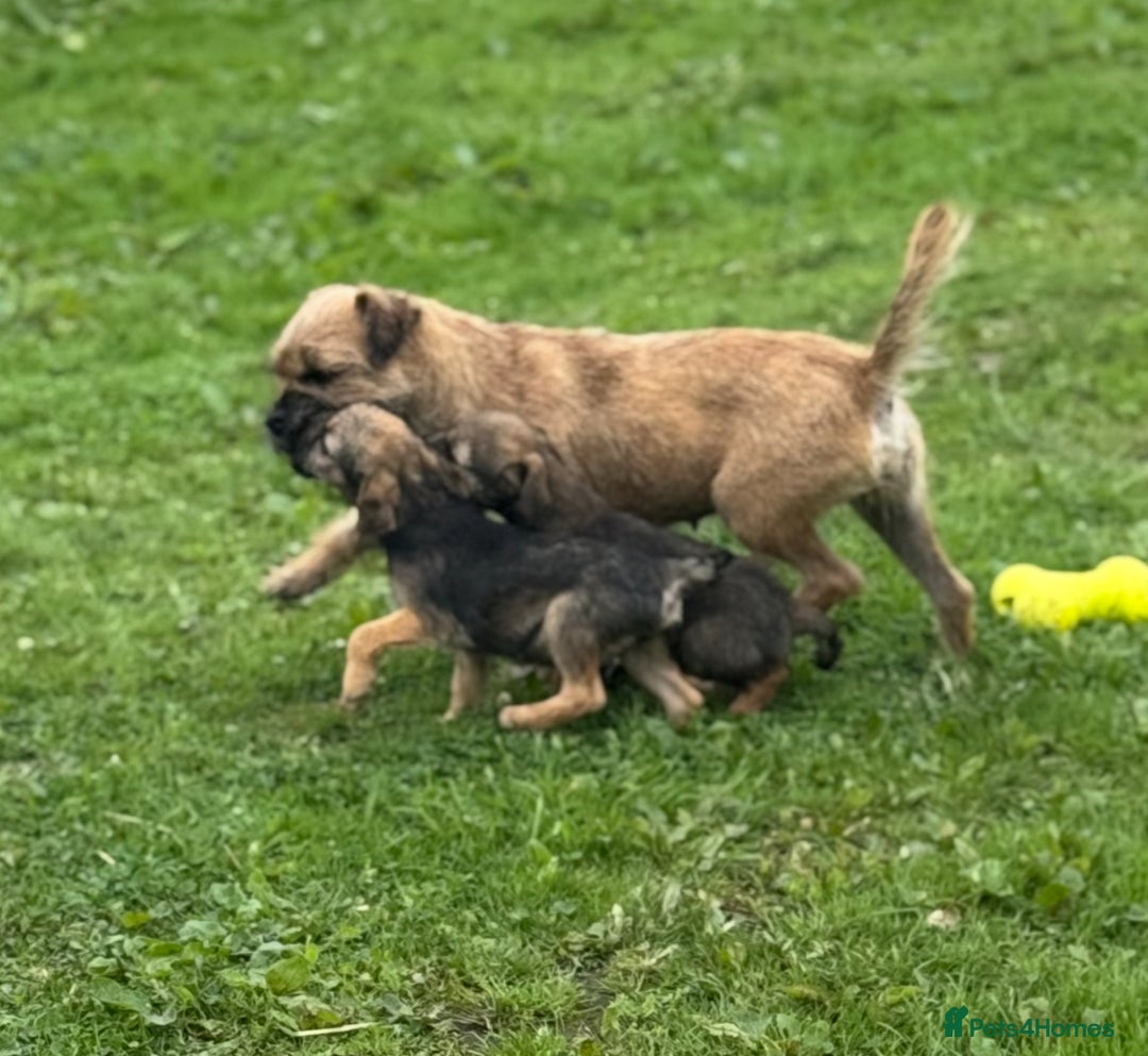 Border Terrier dogs for sale: TOP QUALITY BORDER TERRIER PUPPIES  - Image 8