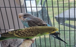 Budgerigars birds for sale: Baby budgies for sale . - Image 7