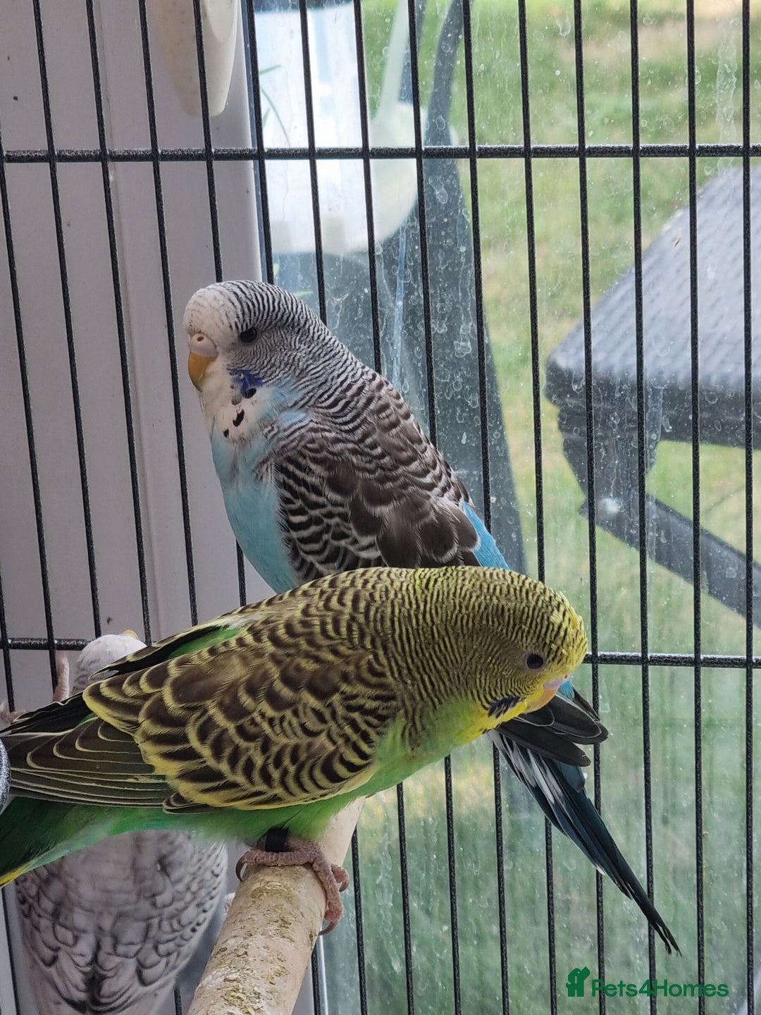 Budgerigars birds for sale: Baby budgies for sale . - Image 7