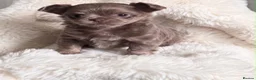 Chihuahua dogs for sale: Chihuahua Small  Longhair Lilac Girl  in Paisley - Advert 2