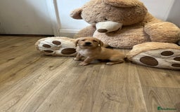 Labrador Retriever dogs for sale: My lovely Labrador puppies - Image 24
