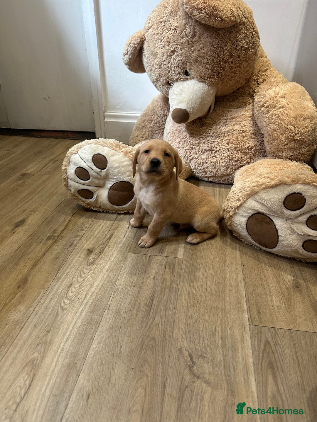 Labrador Retriever dogs for sale: My lovely Labrador puppies - Image 24