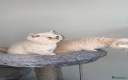British Shorthair cats for sale: British short hair rainbow 🌈 litter - Image 3