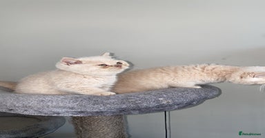 British Shorthair cats - Advert 3