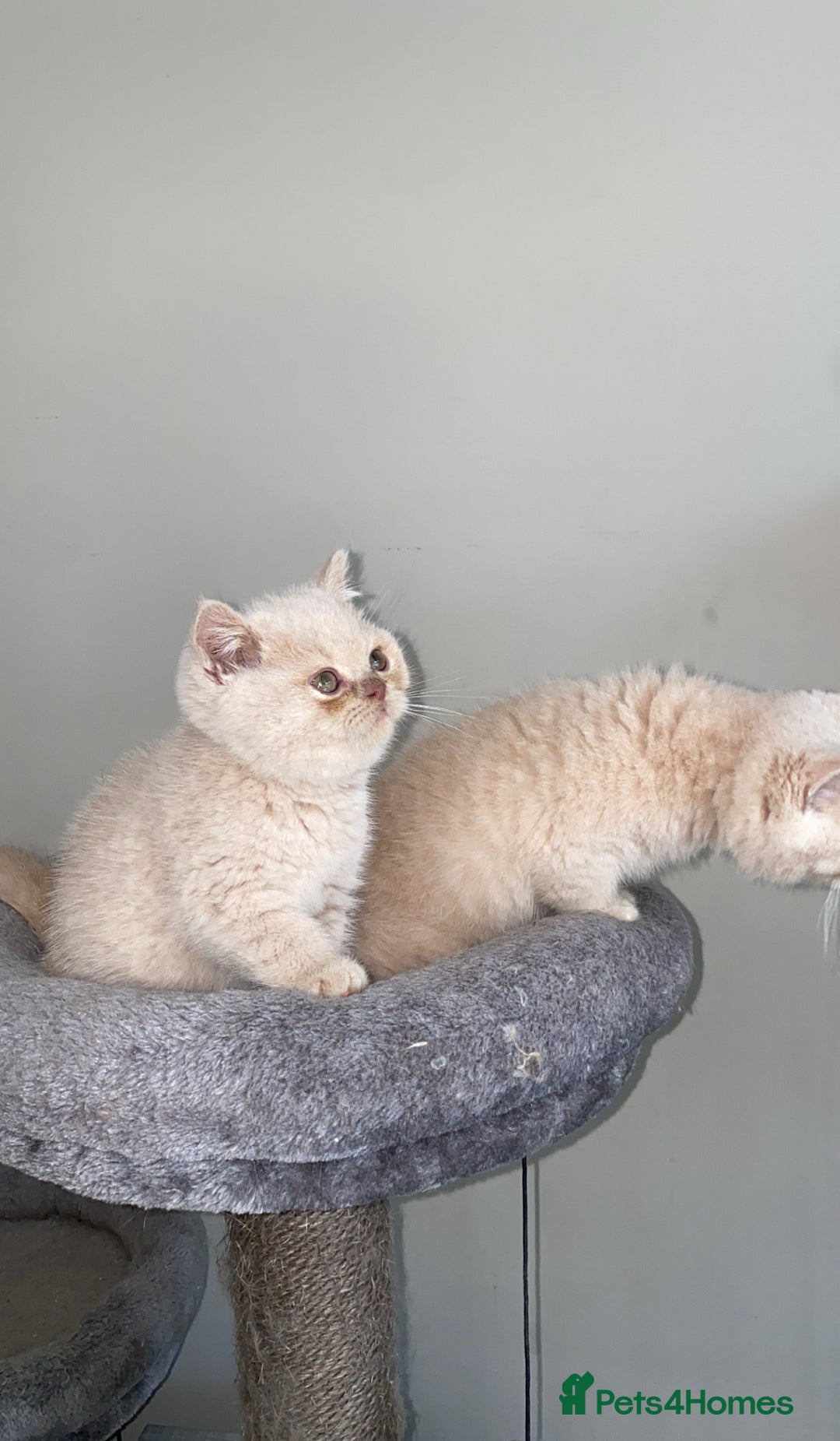 British Shorthair cats for sale: British short hair rainbow 🌈 litter - Image 3