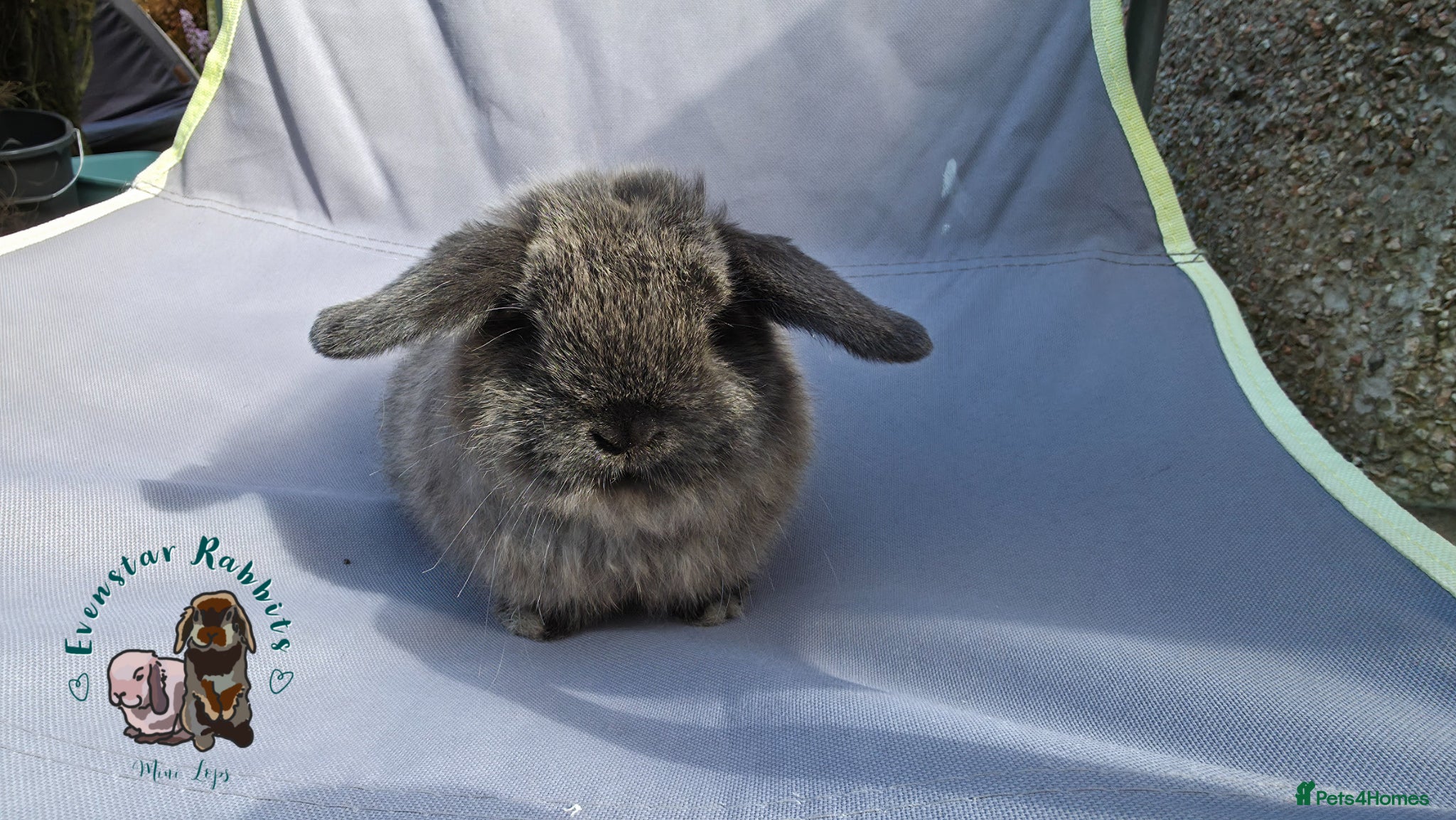 Mini Lop rabbits Lovely friendly Mini lops - Advert 2