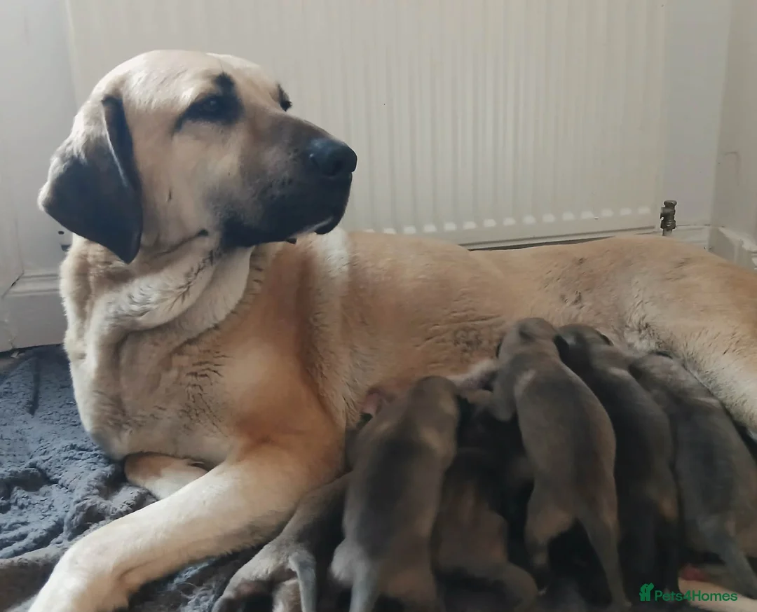 Turkish Kangal dogs for sale: PEDIGREE TURKISH KANGAL PUPPIES - Advert 3