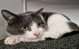 Mixed Breed cats for sale: Female cat - Image 2