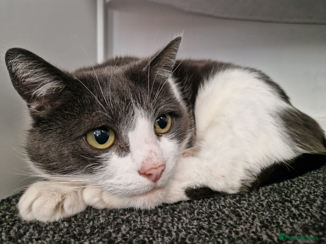 Mixed Breed cats for sale: Female cat - Image 2